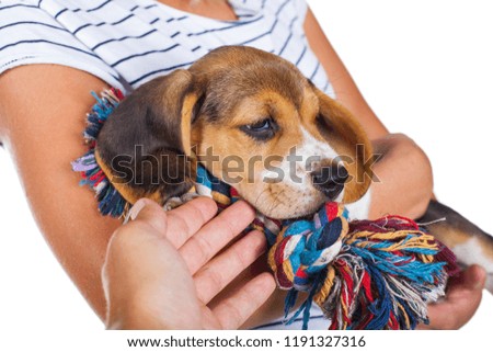 Close up picture of a cute tricolor beagle puppy in female owner's hands on isolated