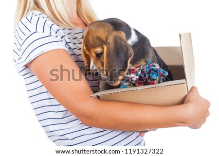 Close up picture of a tricolor beagle puppy in a box held by female owner on isolated