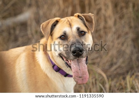 A Cute Family Dog with its Tongue out