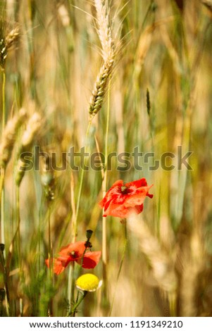 Flowers of red poppy on the wheat field