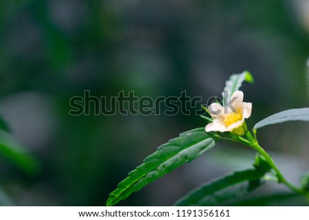 Flowers and leaves In the bottom right corner of the image. Left space.