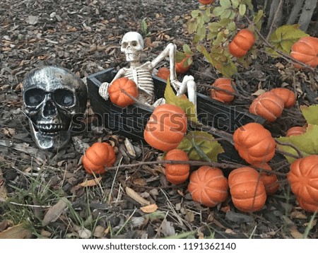 A still life Halloween concept picture with a skeleton coming out of a coffin surrounded by orange pumpkins and a skull