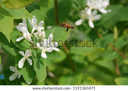 the bee flies to the flower Royalty-Free Stock Photo #1191365071