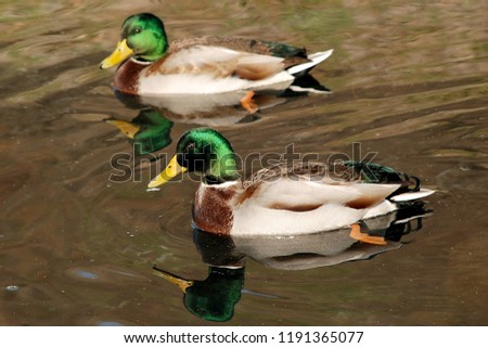 duck floats on water Royalty-Free Stock Photo #1191365077