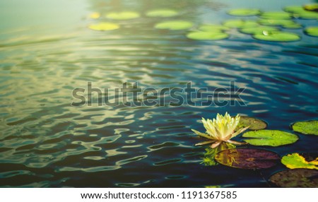 Beautiful  Thai Lotus that have been appreciated with dark blue water surface.
