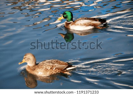 duck swimming on the lake Royalty-Free Stock Photo #1191371233