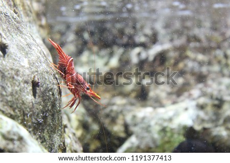 Dancing shrimp, Hinge-beak shrimp, Camel shrimp (Rhynchocinetes durbanensis)