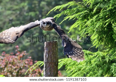 Verreaux's eagle owl in flight