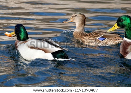ducks swim in the water Royalty-Free Stock Photo #1191390409