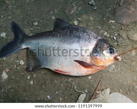 Big fish, cow,and then picture. Piranha fish .and white hen.