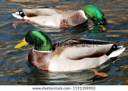 duck swimming on the lake Royalty-Free Stock Photo #1191398902