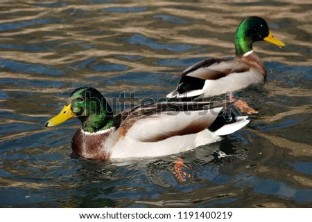 duck swimming on the lake Royalty-Free Stock Photo #1191400219