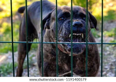 Barking dog behind the fence Royalty-Free Stock Photo #1191400579