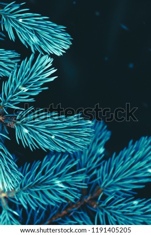 Blue spruce tree. Black background