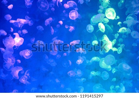 Moon Jellyfish (Aurelia aurita) : Many Moon Jellyfish in the aquarium
