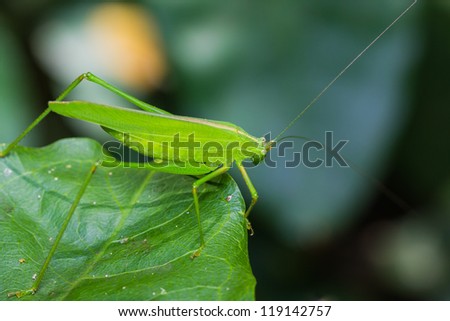 Green bushcricket perched on a leaf