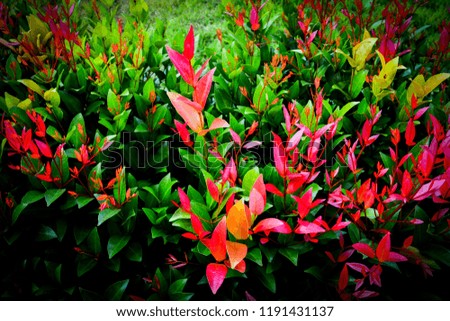 Beautiful red leaf of Syzygium australe plant or Christina tree in the garden nature dark background 