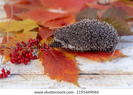 hedgehog in autumn leaves.autumn in the forest