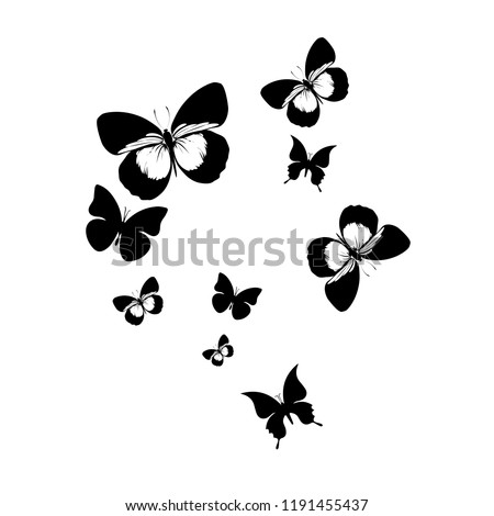 Black and white butterfly wings on a white background. Beautiful background of butterflies black and white colors.
