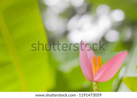 Picture of wild banana flower and  green banana leaves with sunlight bokeh in spring or summer season abstract nature view background