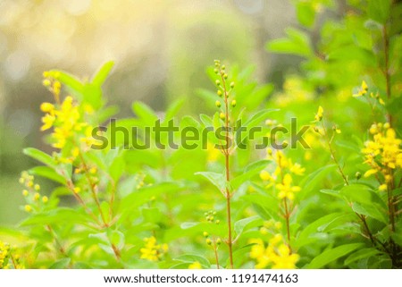 Picture of yellow flower and  green leaves with sunlight bokeh in spring or summer season abstract nature view background