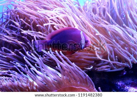 Fish : Saddleback anemonefish, Saddleback clownfish (Amphiprion polymnus) and Heteractis Magnifica