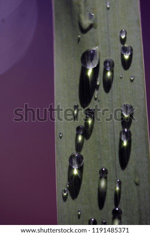 aerial macro nature photography -  close up of green grass blade with water droplets after rain, outdoors on a sunny summer day in Poland, Europe with room for text