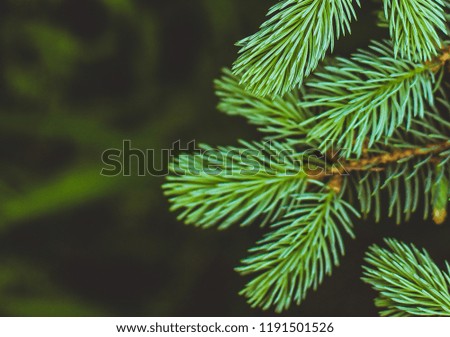 

Green spruce tree closeup. Dark background. Place for text