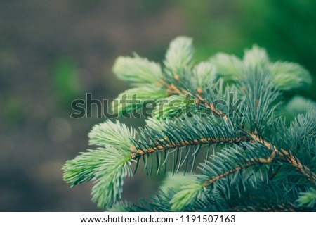 Green spruce tree closeup. Nature background
