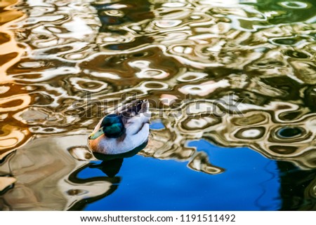 Mallard swimming in a pond. Spain.