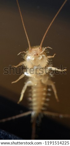 Underside of long-tailed silverfish showing the mouthparts. 