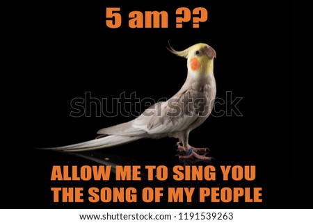 Funny Parrot meme, Cockatiel Portrait, 5 am?, Let me sing you the song of my people. cool memes and quotes