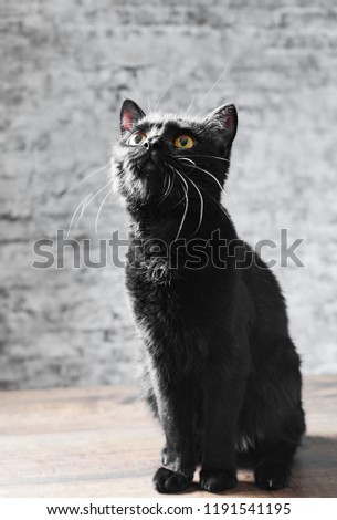 black cat in studio on wooden floor on gray wall background