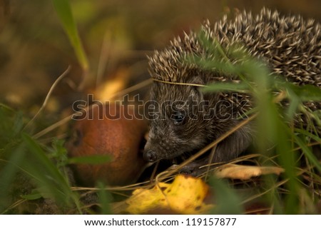 Hedgehog with apple. Check my portfolio for more amazing nature photos.