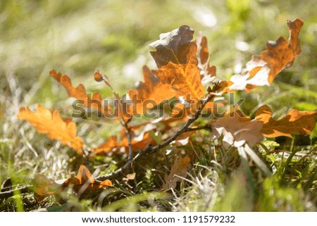 Beautiful colorful leaves in autumn forest. Red, orange, yellow, green and brown autumn leaves. Oak foliage. Seasonal background
