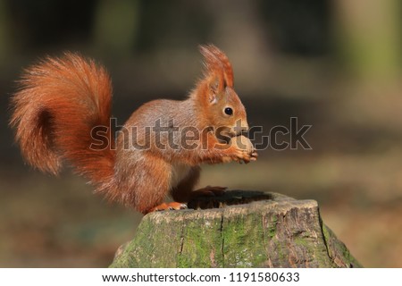 Art view on wild nature. Cute red squirrel with long pointed ears in autumn scene . Wildlife in November forest. Squirrel sitting on the stump with a nut. Sciurus vulgaris Royalty-Free Stock Photo #1191580633