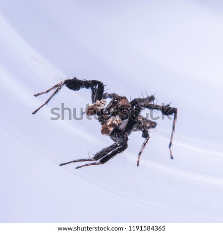 Black spider on white scene