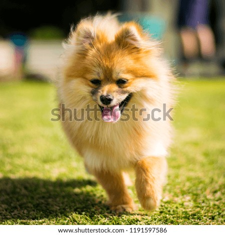 Pomeranian Puppy Frolicking