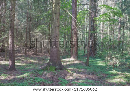 Summer sunny day in the spruce forest. Nature in the vicinity of Pruzhany, Brest region,Belarus.