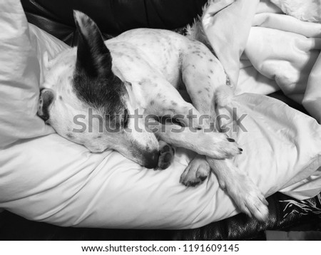 Black and white dog sleeping in a gray-scale picture