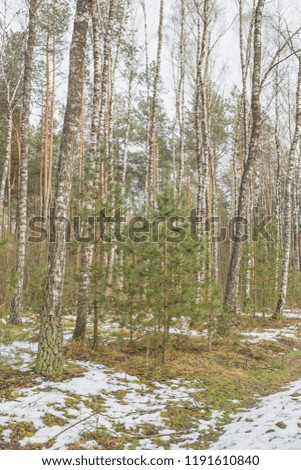 Early spring with the last snow in the forest. Nature in the vicinity of Pruzhany, Brest region, Belarus.