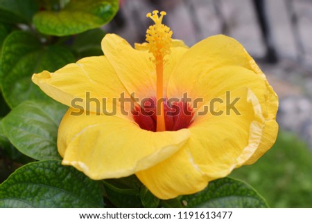 Yellow blooms of Hibiscus Rosa