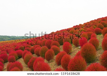 Red Kochia hill