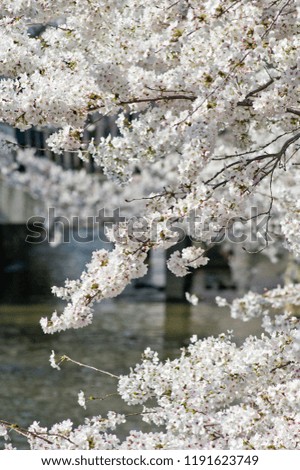 Cherry blossoms in full bloom in Yao City, Osaka Japan.
Scientific name is Cerasus ×yedoensis (Matsum.) Masam. & Suzuki ‘Somei-yoshino. 