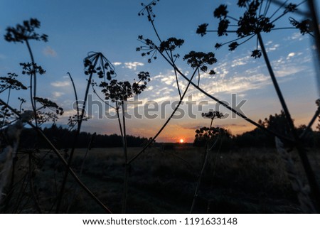The grass stalks sway in the wind against the backdrop of a beautiful, red sunset. Magic background. copy space.
