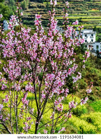 Scenes of peach blossoms in mountain villages