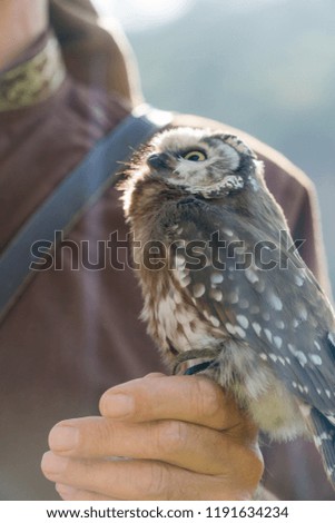 Little owl close-up (Athene noctua)