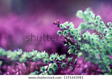 Creative background, small flowers on a tinted, gentle background in the open air. Spring summer, border pattern floral background. Air artistic image, free space. The nature of the concept.