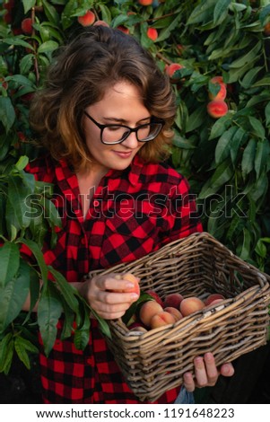 Young woman in a red shirt  pick up peaches in the garden of peach trees. Harvesting in the orchard.