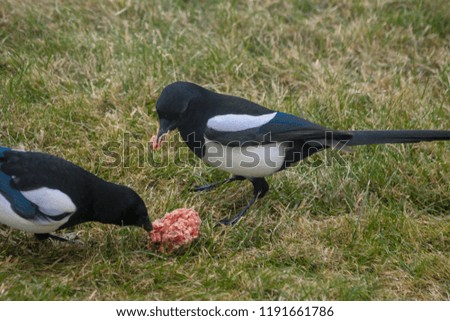 two glutton magpies bird eating meatballs